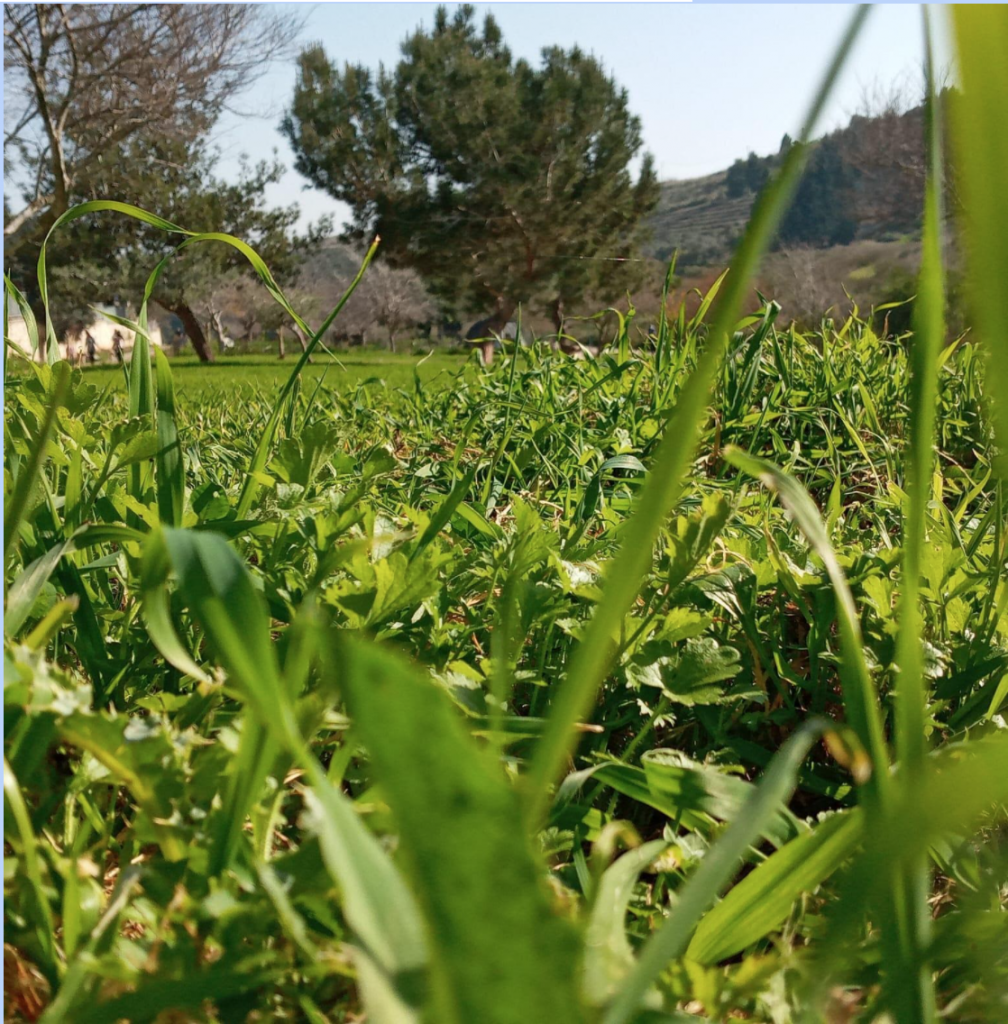 נקודות חן ביקנעם העיר הירוקה שלנו. המלצות תלמידי כיתה ו’1 לבילוי קרוב לבית by maya tavory - Illustrated by כיתה ו