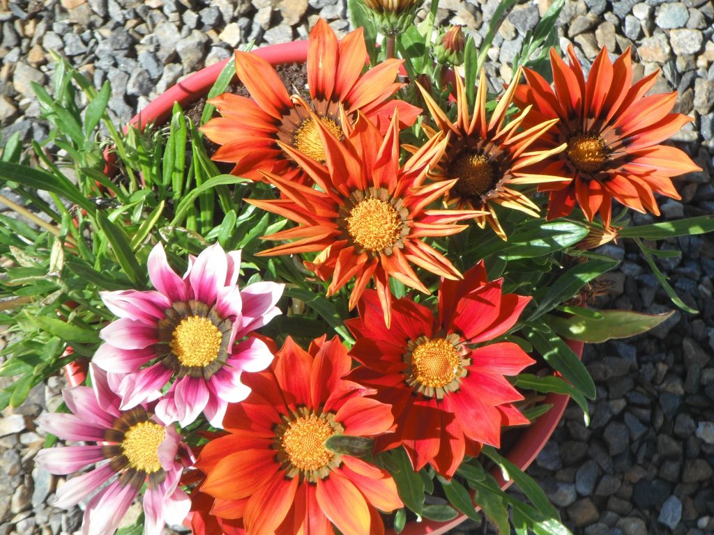 L’ombre du vent by CourbetM - Ourboox.com