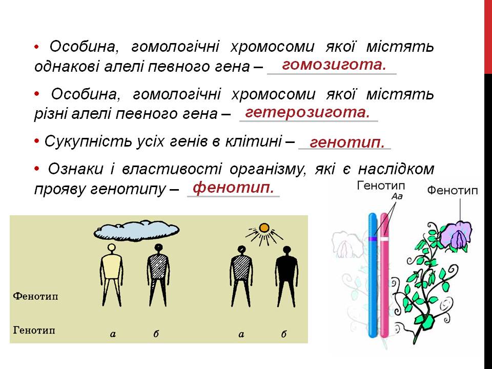 Закони Г. Менделя 9кл. by Pidgorodetska Olena - Ourboox.com