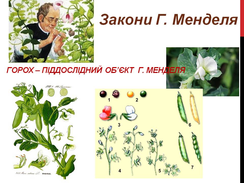 Закони Г. Менделя 9кл. by Pidgorodetska Olena - Ourboox.com