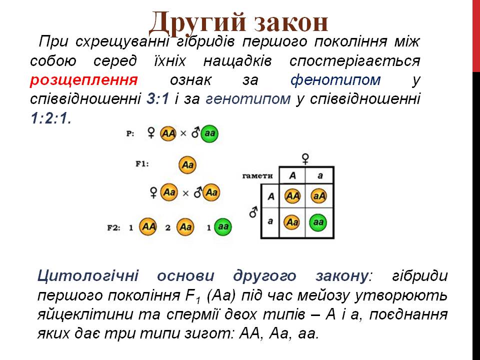 Закони Г. Менделя 9кл. by Pidgorodetska Olena - Ourboox.com