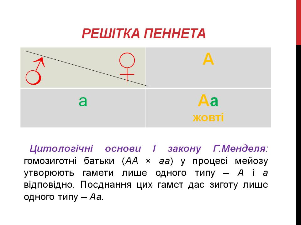 Закони Г. Менделя 9кл. by Pidgorodetska Olena - Ourboox.com