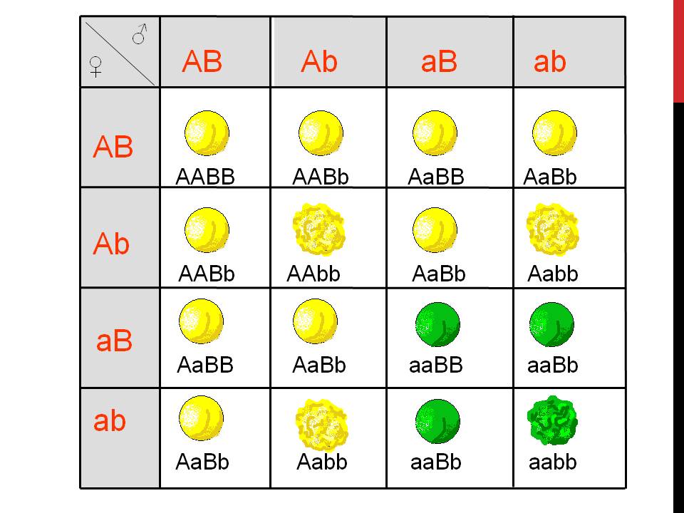 Закони Г. Менделя 9кл. by Pidgorodetska Olena - Ourboox.com