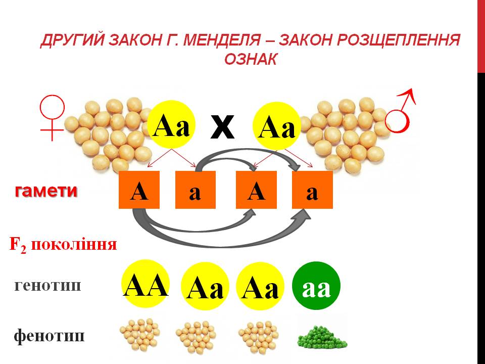 Закони Г. Менделя 9кл. by Pidgorodetska Olena - Ourboox.com