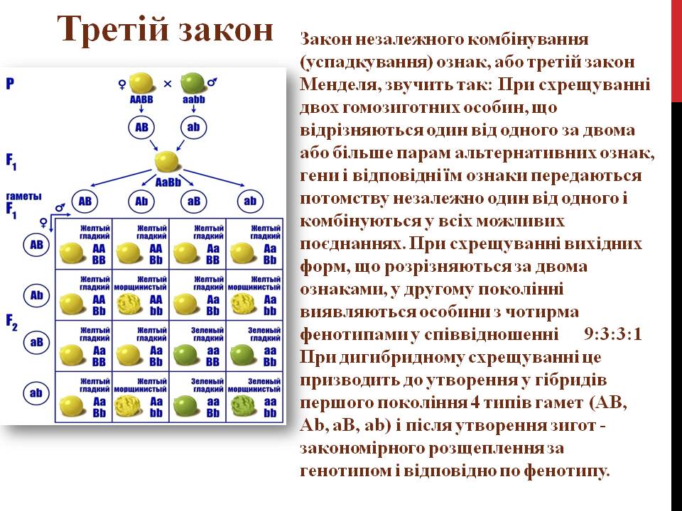 Закони Г. Менделя 9кл. by Pidgorodetska Olena - Ourboox.com