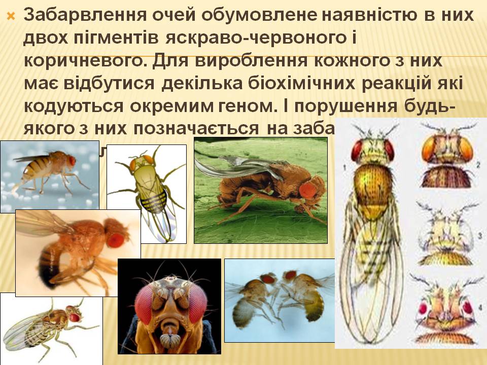 Взаємодія генів.9кл. by Pidgorodetska Olena - Ourboox.com