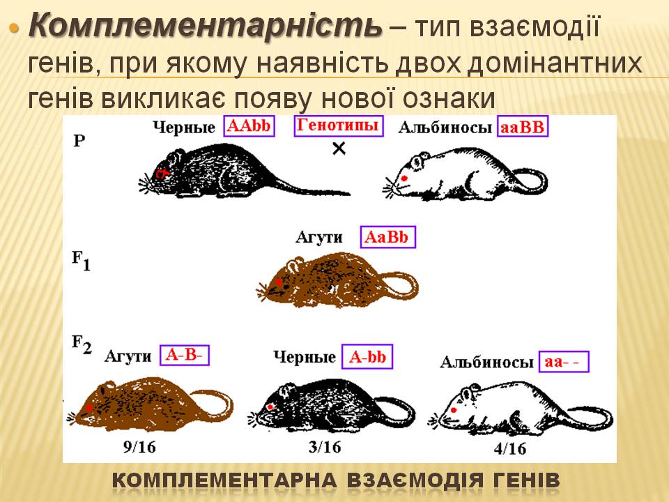 Взаємодія генів.9кл. by Pidgorodetska Olena - Ourboox.com