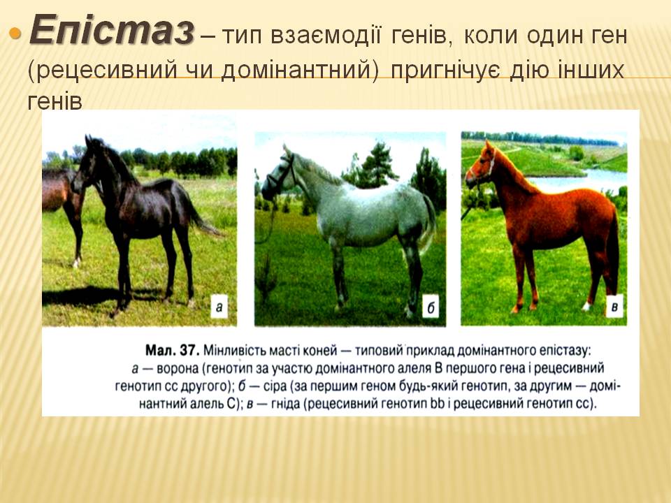 Взаємодія генів.9кл. by Pidgorodetska Olena - Ourboox.com