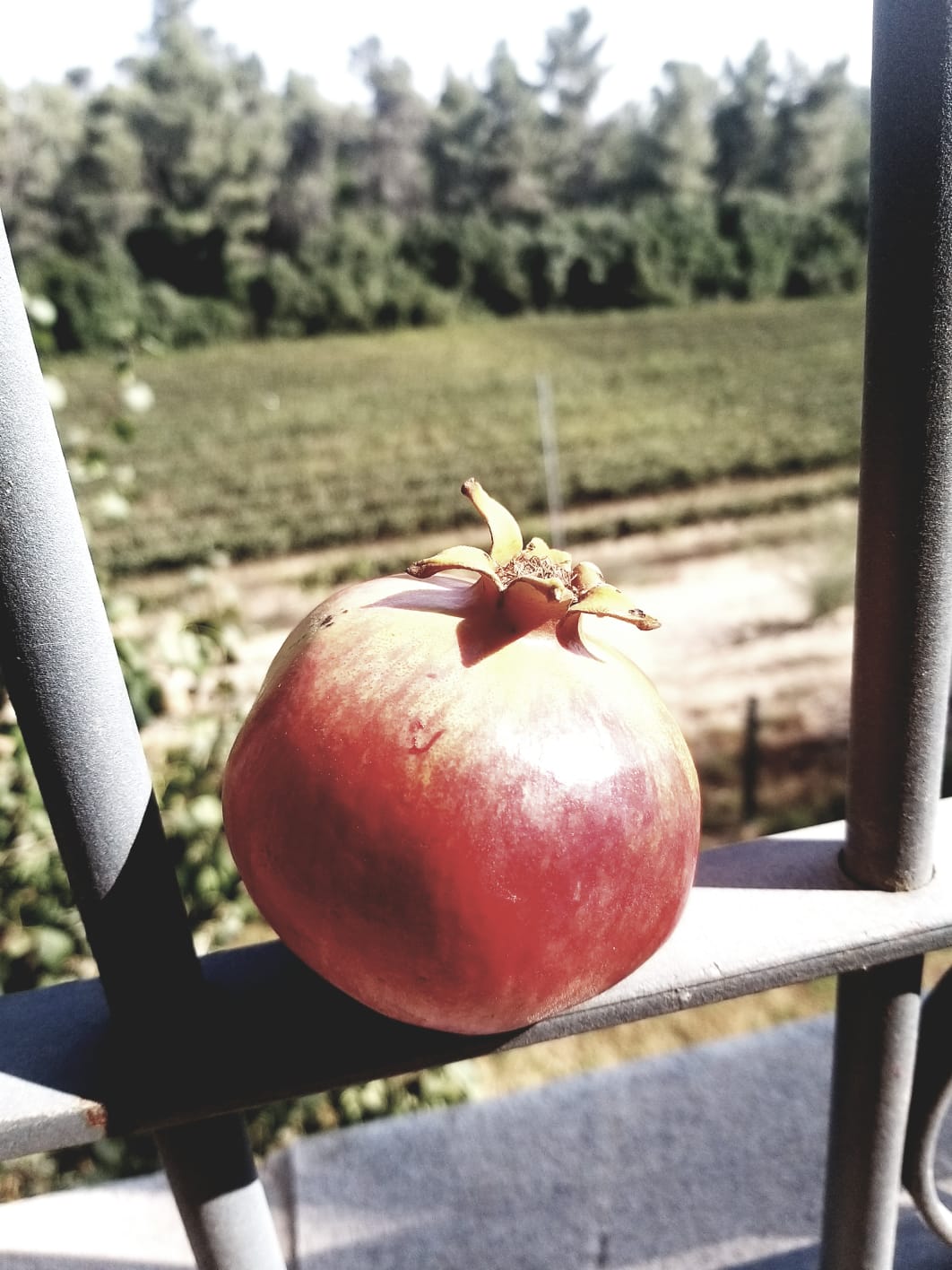 עבודת סיכום מחצית אביגיל רביב by avigail raviv - Ourboox.com