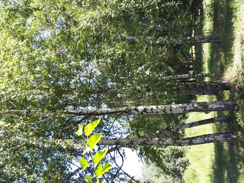 Краса української природи by sveta - Illustrated by Плясецька Світлана Миколаївна - Ourboox.com