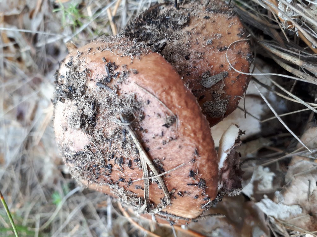 Краса української природи by sveta - Illustrated by Плясецька Світлана Миколаївна - Ourboox.com