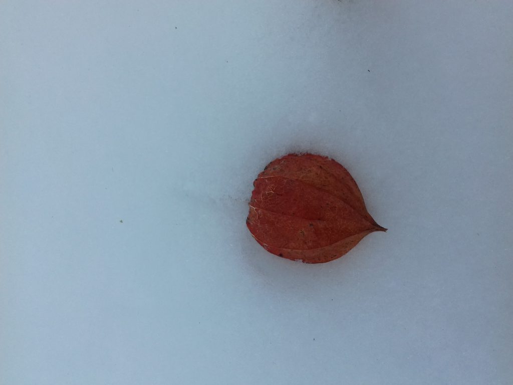 Žiema by Gražina - Ourboox.com