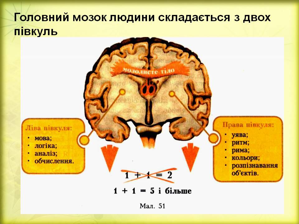 Дивовижний мозок 7кл. by Pidgorodetska Olena - Ourboox.com