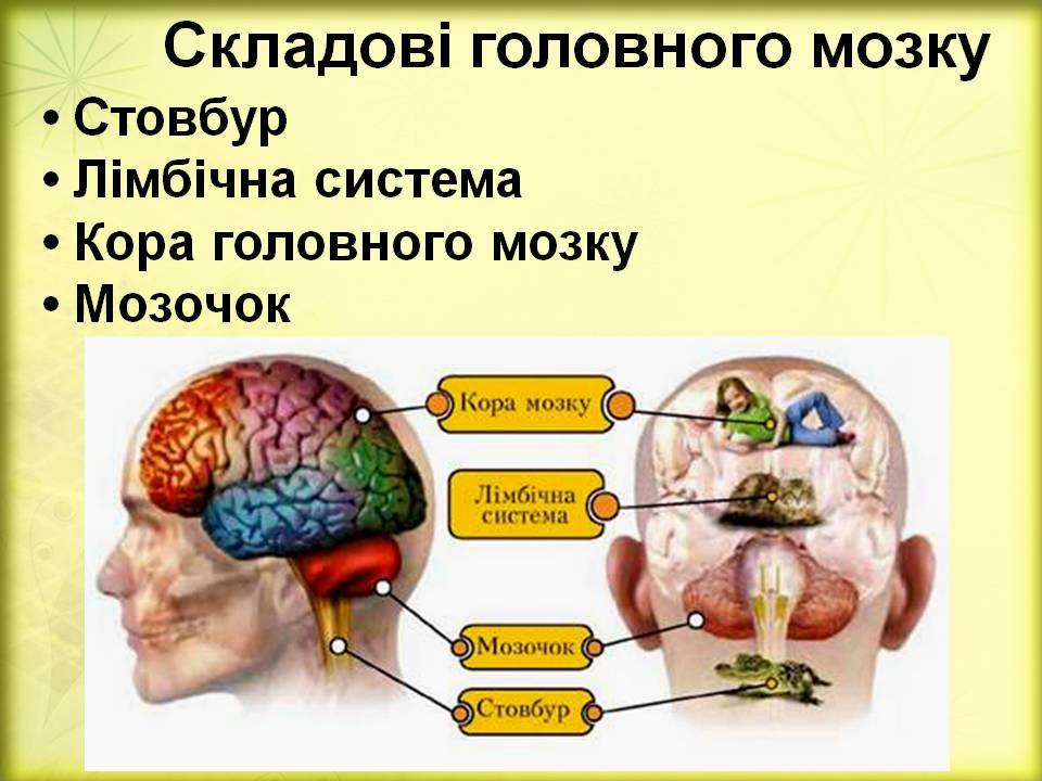 Дивовижний мозок 7кл. by Pidgorodetska Olena - Ourboox.com
