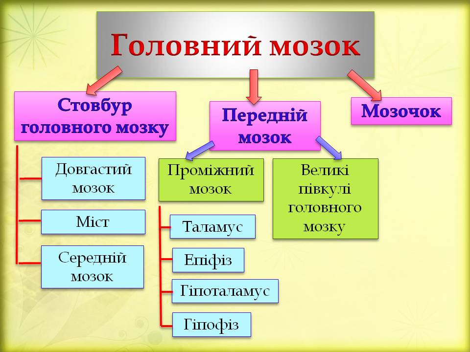 Дивовижний мозок 7кл. by Pidgorodetska Olena - Ourboox.com