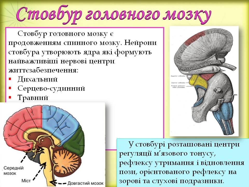 Дивовижний мозок 7кл. by Pidgorodetska Olena - Ourboox.com
