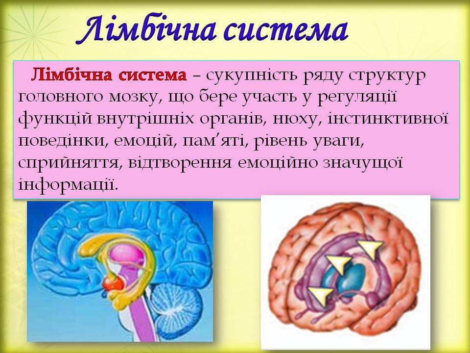 Дивовижний мозок 7кл. by Pidgorodetska Olena - Ourboox.com