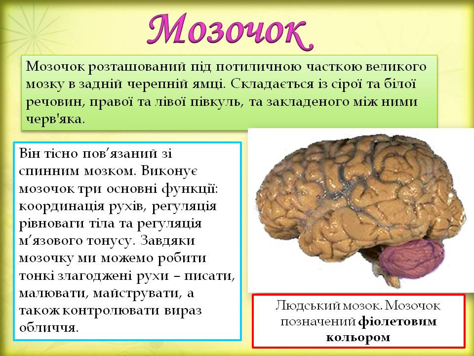 Дивовижний мозок 7кл. by Pidgorodetska Olena - Ourboox.com