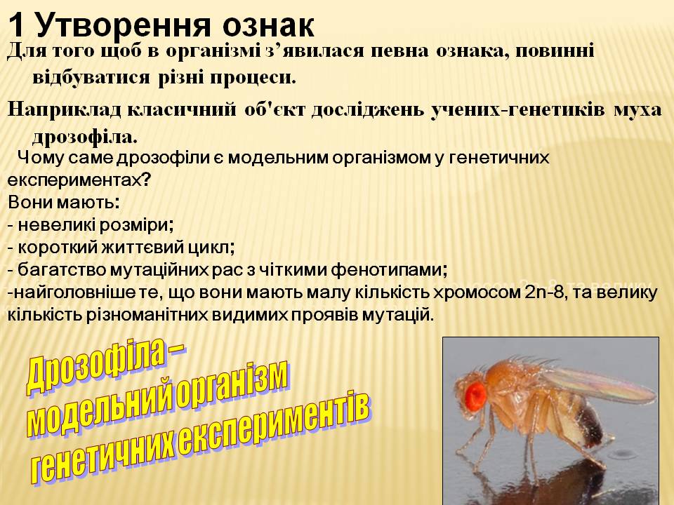 Взаємодія генів.9кл. by Pidgorodetska Olena - Ourboox.com