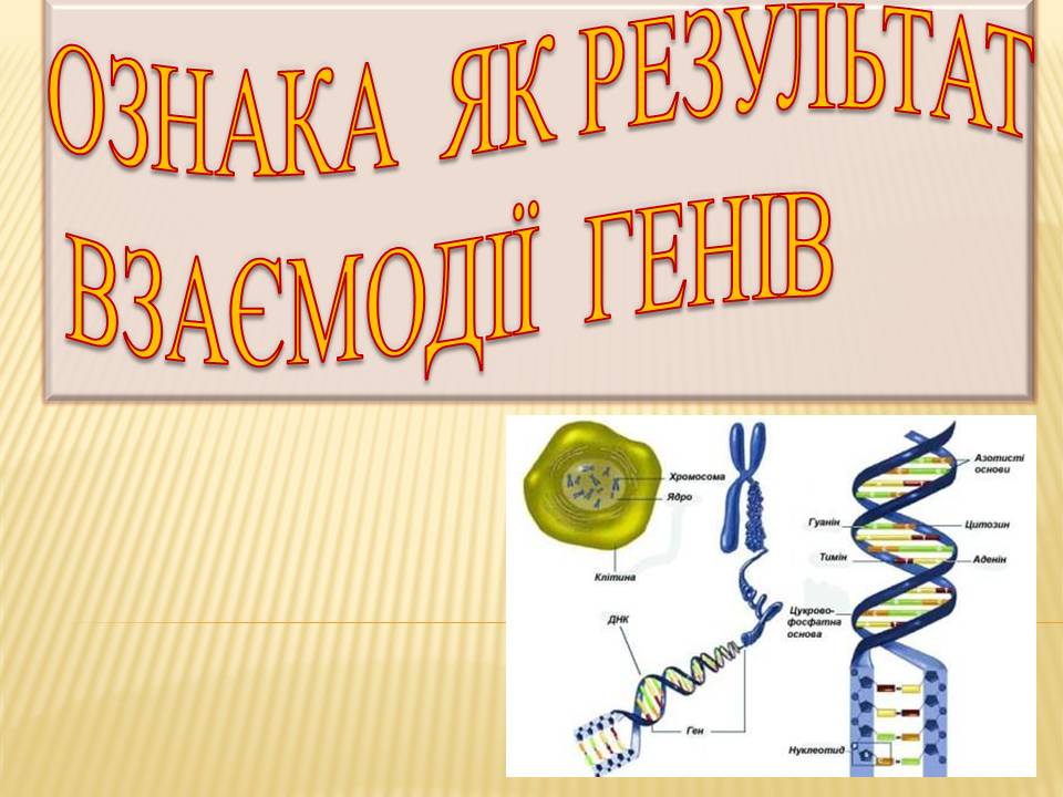 Взаємодія генів.9кл. by Pidgorodetska Olena - Ourboox.com