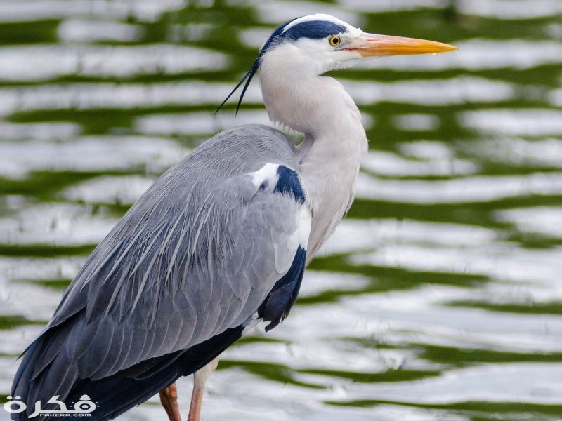 بطاقة هوية للطيور by raba khair besan - Ourboox.com