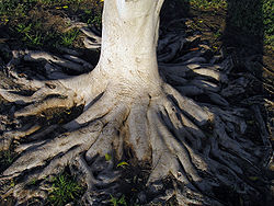 שורש הוא איבר הקיים אצל צמחי זרע וחלק מהשרכים. השורש מתפתח לרוב מתחת לפני הקרקע ומשמש לעגינת הצמח בקרקע, וכן לספיגת מים וחומרים אי אורגניים. תפקידו של השורש בצמח לא מסתיים באספקת מזון מן הסביבה. בנוסף, השורש יכול לשמש לאגירת מזון, לאוורור, לרבייה אל-זוויגית, ובצמחים אפיפיטיים גם לתמיכה או לאחיזה. ויקיפדיה