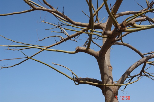 ענף הוא חלק מצמח כמו שיח או עץ. הענף הראשי יכול להתפצל לענפים קטנים יותר, אשר יכולים להתפצל גם הם. הענף של העץ יוצא מהגזע, שהוא החלק של העץ המופיע מעל לפני האדמה. הענפים של העץ מרכיבים את הצמרת שלו. על הענף יכולים לצמוח עלים, שהם איברים המשמשים בעיקר לקליטת אור בתהליך הפוטוסינתזה. כמו כן, מהענף יכולים לצמוח גם ניצנים, אשר מהם יפרחו פרחים ויבשילו פרות. איסוף הפרות מהענפים מכונה קטיף. קטיף של זיתים מכונה מסיק. הענפים של העץ יכולים לשמש ציפורים כמקום בטוח ומוגן לבנייה של קן. כמו כן, הם יכולים לשמש גם לתלייה של נדנדה עבור פעילות ספורט ופנאי.