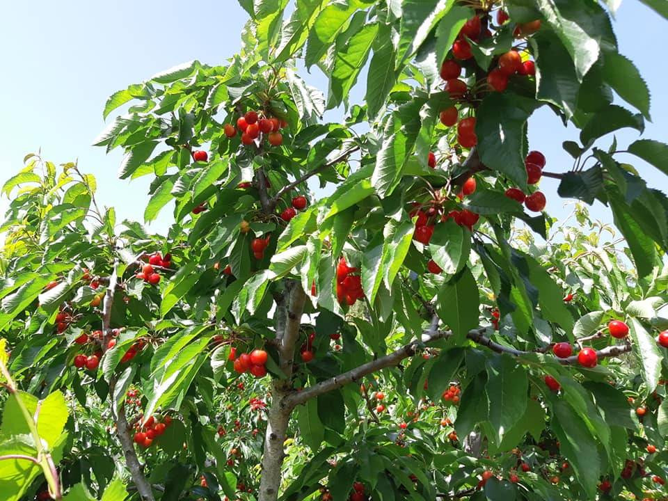 דניאל מטייל בארץ ישראל by atara shacham - Ourboox.com