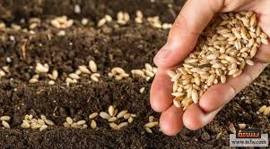 البذور by shireen obidat - Illustrated by شيرين عبيدات  - Ourboox.com