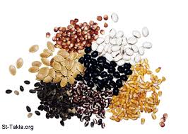 البذور by shireen obidat - Illustrated by شيرين عبيدات  - Ourboox.com