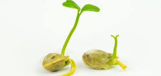 البذور by shireen obidat - Illustrated by شيرين عبيدات  - Ourboox.com