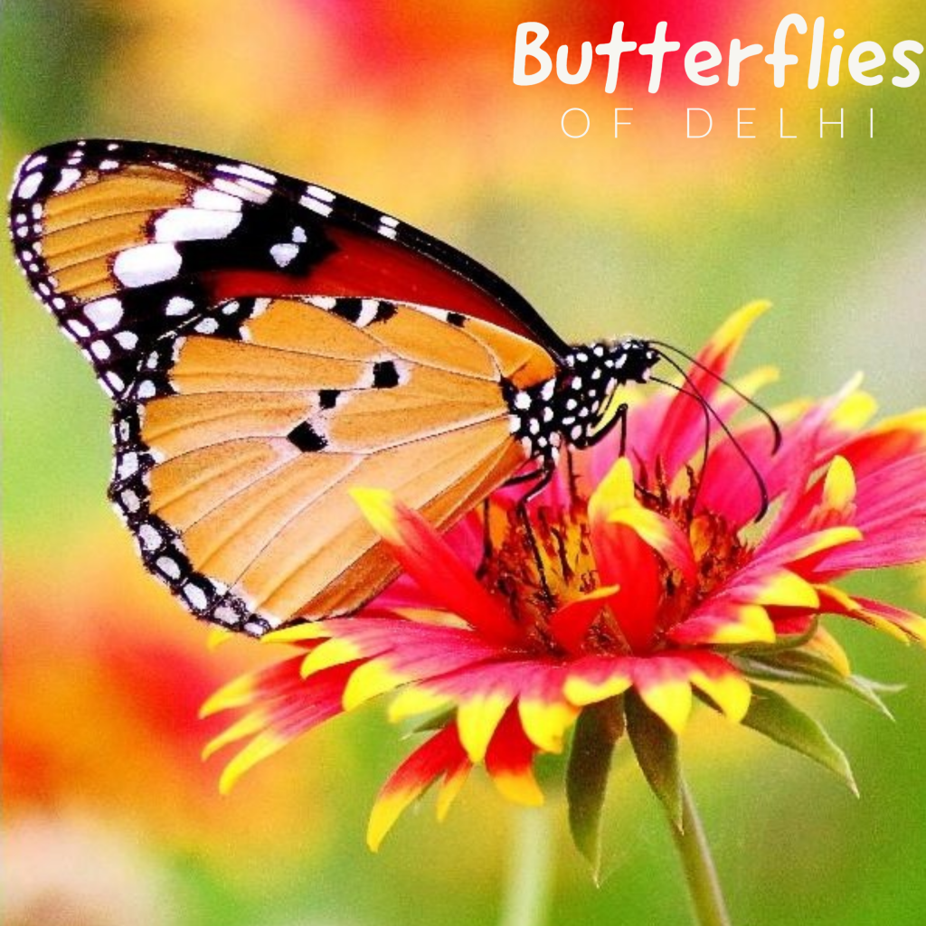 Butterflies Of Delhi by Chaitanya Panjwani - Ourboox.com