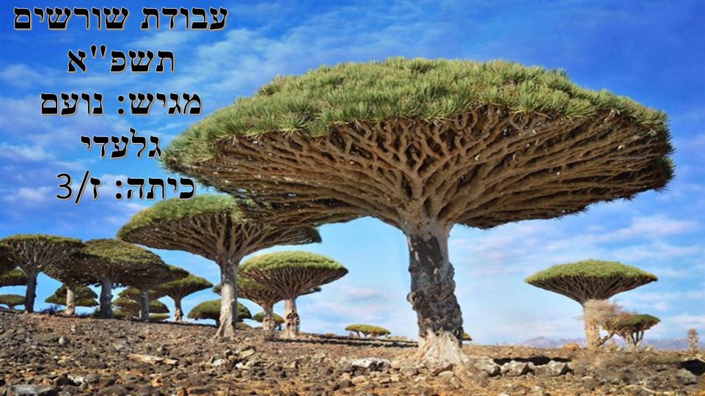 עבודת שורשים by noam - Ourboox.com