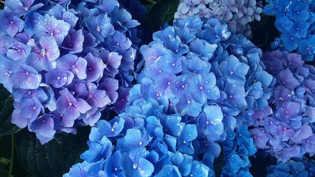 Les contes by Auriane - Ourboox.com