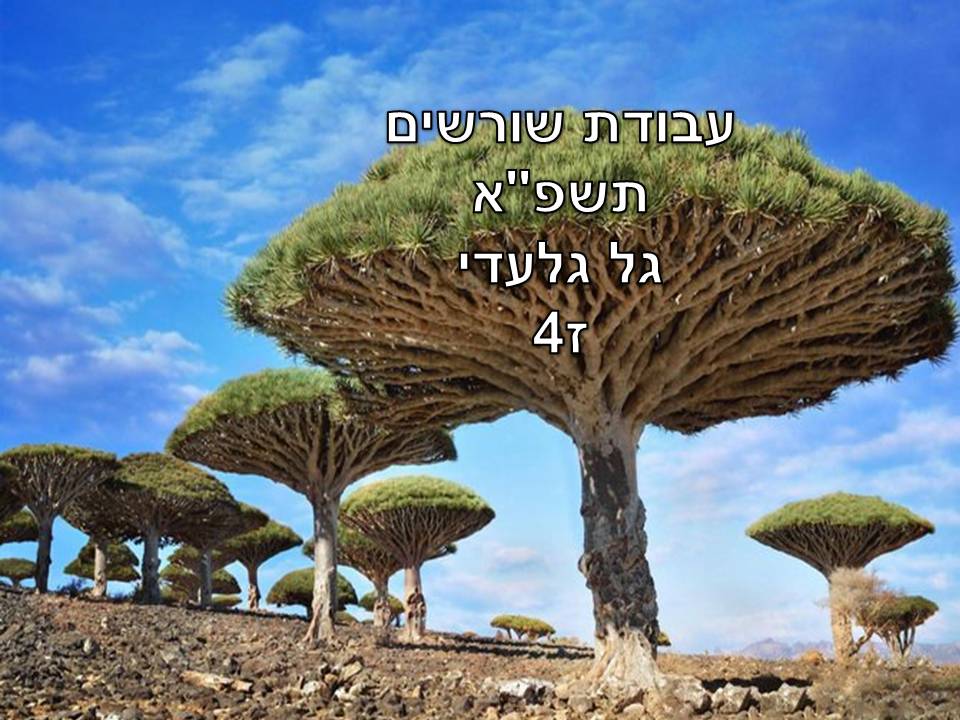 עבודת שורשים תשפ”א גל by gal - Ourboox.com