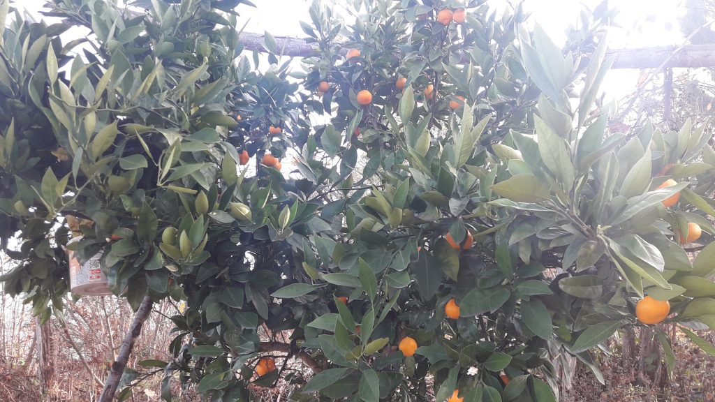 Evimde Kış by ÖzlemG - Illustrated by İcilli İlk-Ortaokulu - Ourboox.com