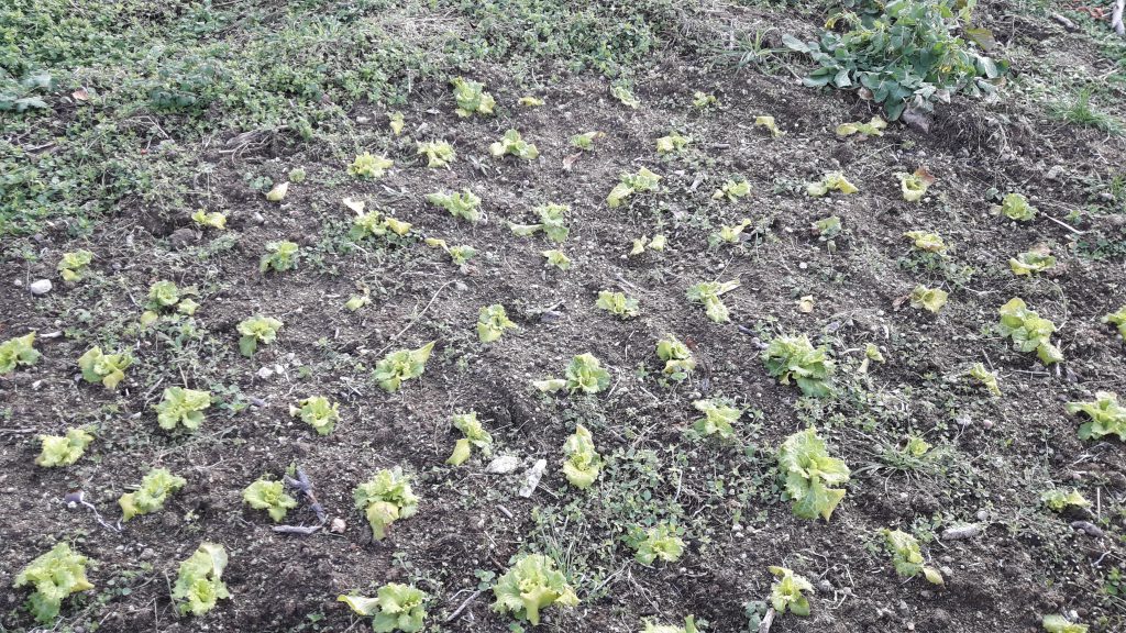 Evimde Kış by ÖzlemG - Illustrated by İcilli İlk-Ortaokulu - Ourboox.com