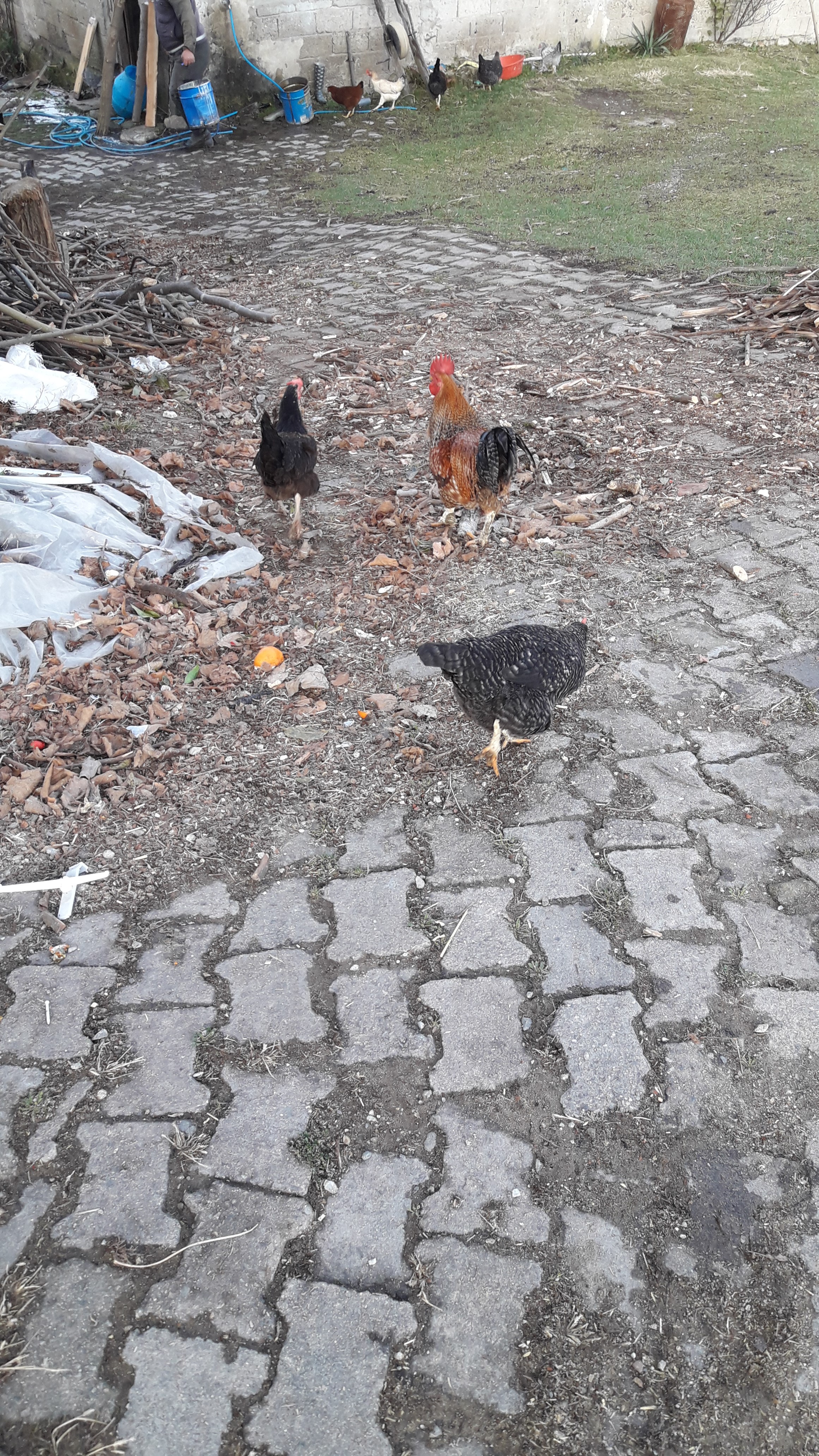 Evimde Kış by ÖzlemG - Illustrated by İcilli İlk-Ortaokulu - Ourboox.com