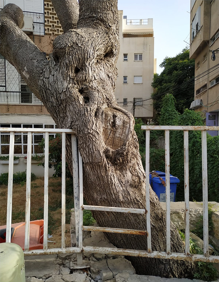 ט”ו בשבט by talron - Ourboox.com