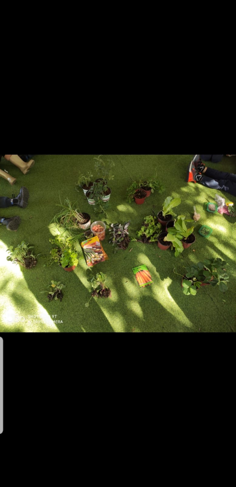 סיכום פרויקט הנבטה -תיעוד באמצעות ספר תמונות- מאת הגננת שדא פרחאת by shada - Ourboox.com