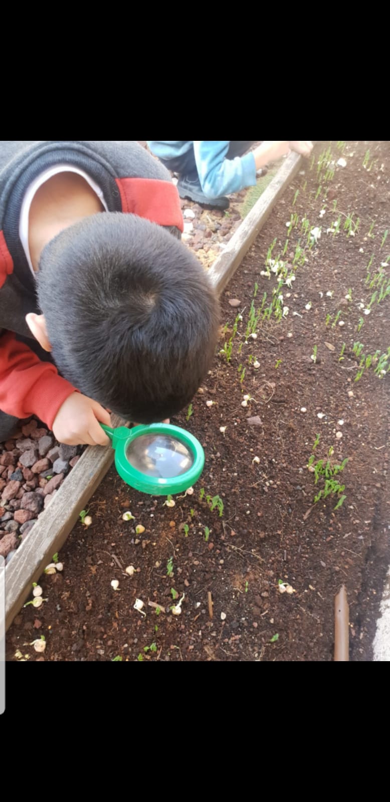 סיכום פרויקט הנבטה -תיעוד באמצעות ספר תמונות- מאת הגננת שדא פרחאת by shada - Ourboox.com