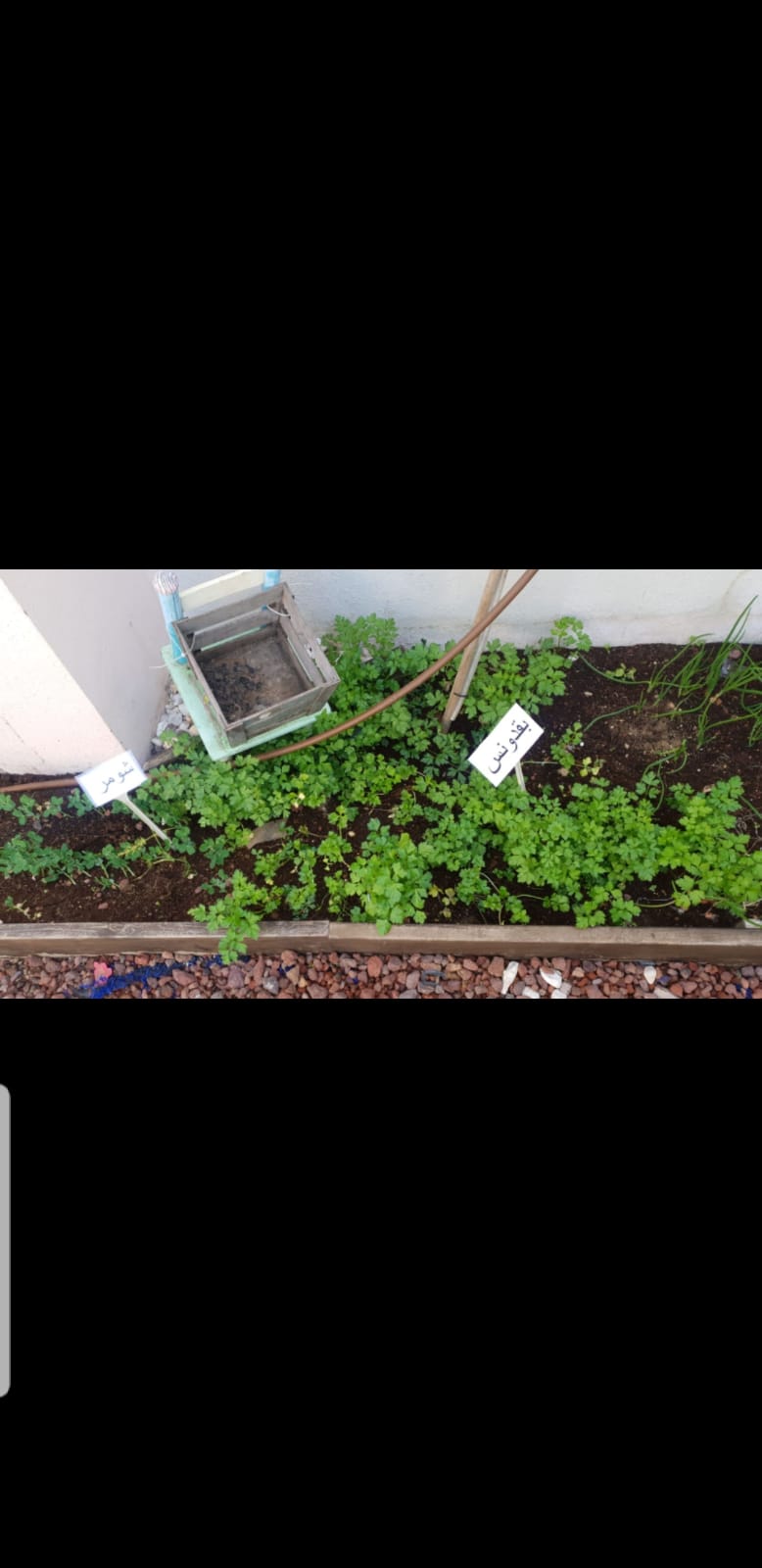 סיכום פרויקט הנבטה -תיעוד באמצעות ספר תמונות- מאת הגננת שדא פרחאת by shada - Ourboox.com