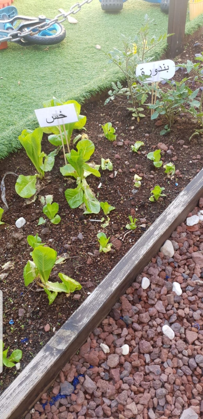 סיכום פרויקט הנבטה -תיעוד באמצעות ספר תמונות- מאת הגננת שדא פרחאת by shada - Ourboox.com