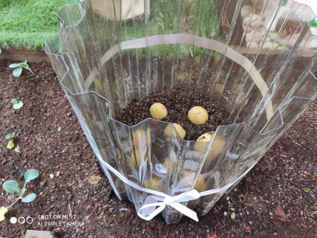 סיכום פרויקט הנבטה -תיעוד באמצעות ספר תמונות- מאת הגננת שדא פרחאת by shada - Ourboox.com