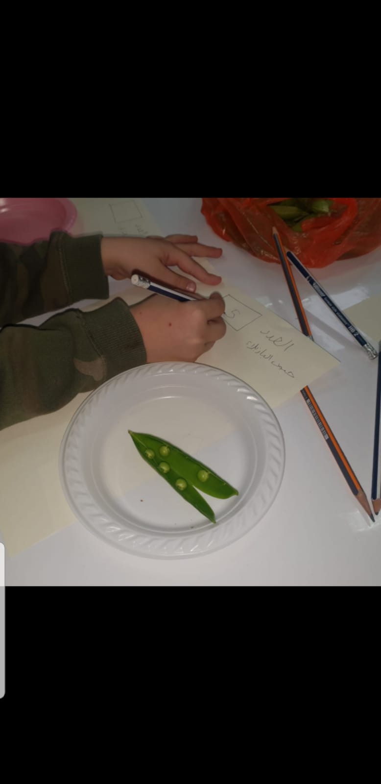 סיכום פרויקט הנבטה -תיעוד באמצעות ספר תמונות- מאת הגננת שדא פרחאת by shada - Ourboox.com