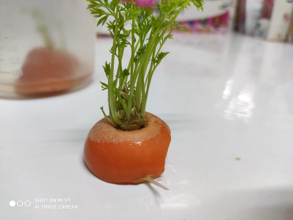 סיכום פרויקט הנבטה -תיעוד באמצעות ספר תמונות- מאת הגננת שדא פרחאת by shada - Ourboox.com