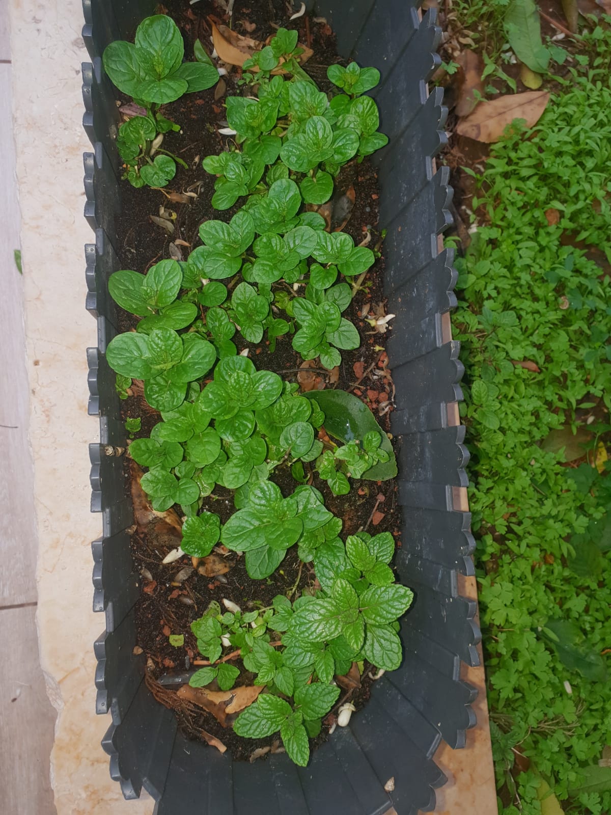 סיכום פרויקט הנבטה -תיעוד באמצעות ספר תמונות- מאת הגננת שדא פרחאת by shada - Ourboox.com