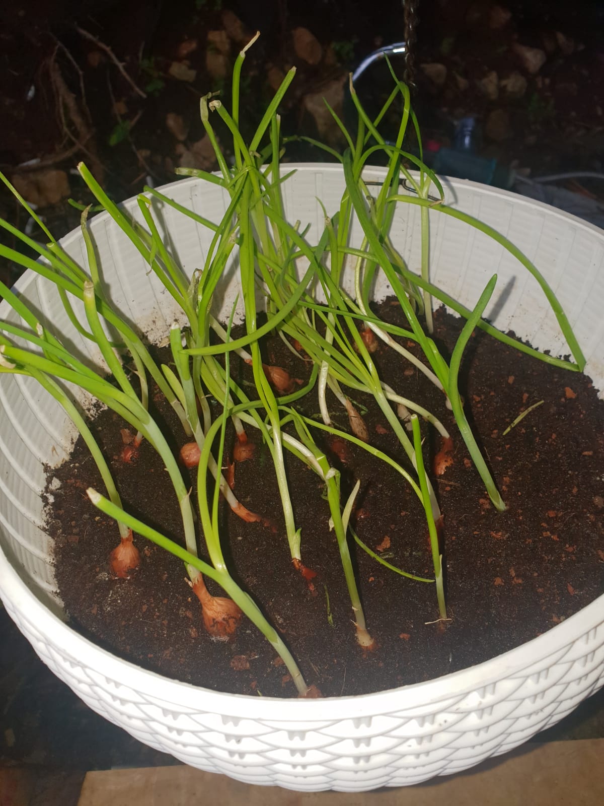 סיכום פרויקט הנבטה -תיעוד באמצעות ספר תמונות- מאת הגננת שדא פרחאת by shada - Ourboox.com