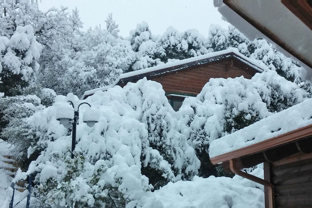 ט”ו בשבט by talron - Ourboox.com