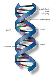مشروع الجينوم البشري by ayham - Ourboox.com